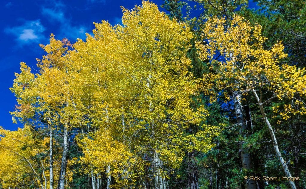 Yellow Aspen leaves