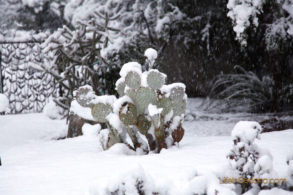 Snow Cactus