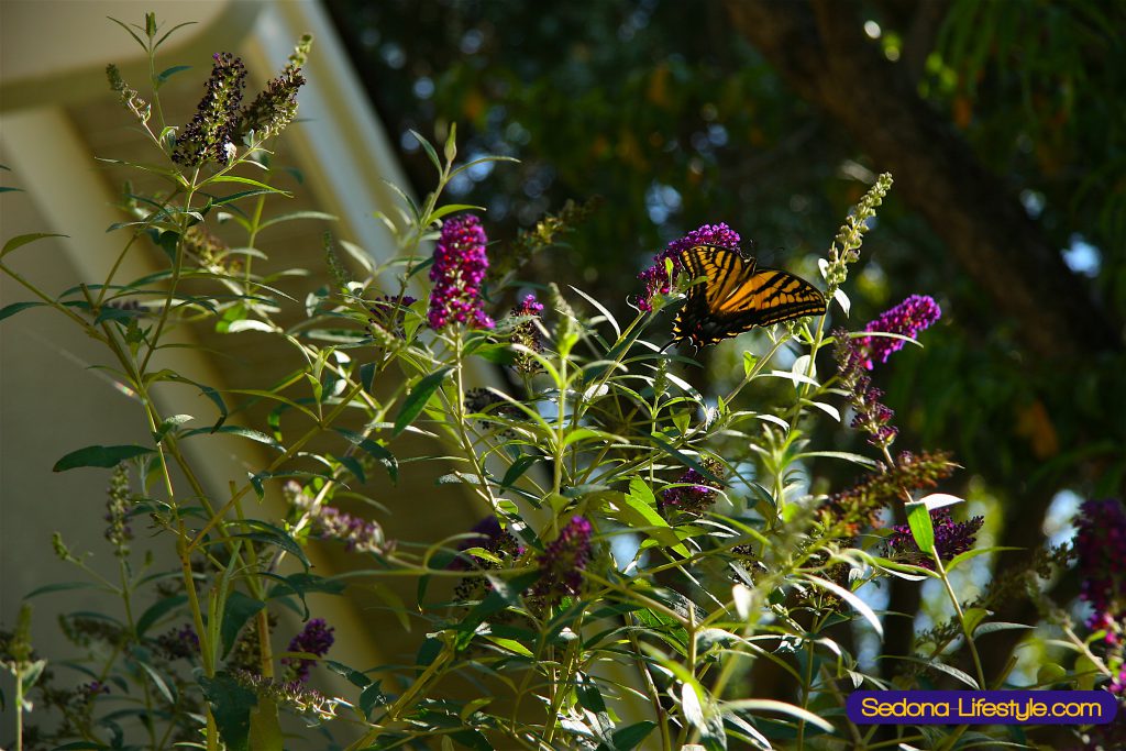 Sedona Butterfly Bush