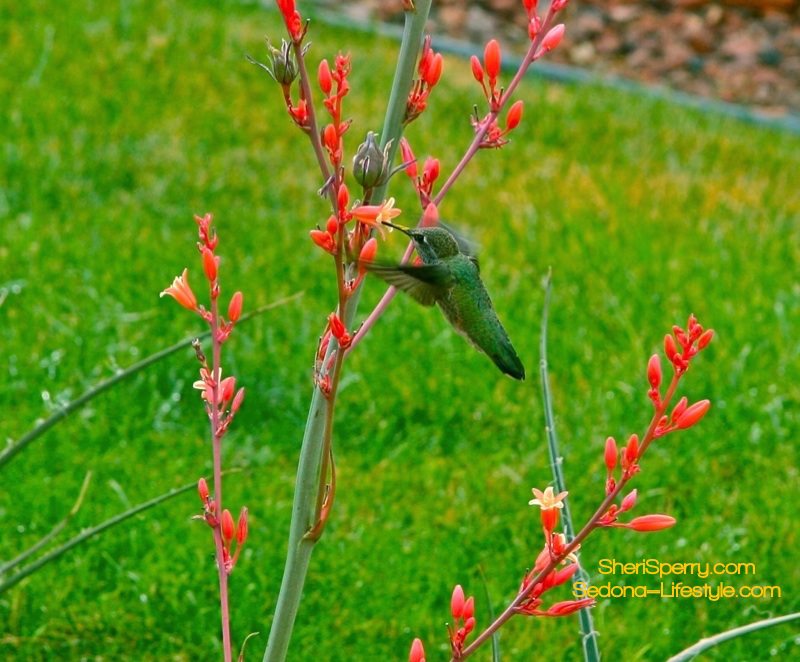 Sedona hummingbird festival