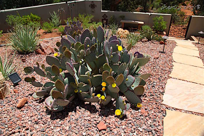 Mighty Cactus Flower Blooming at the Cottages At Coffeepot