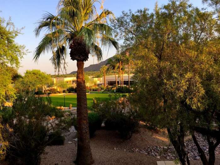 Camelback Inn – Sonoran Desert Flora