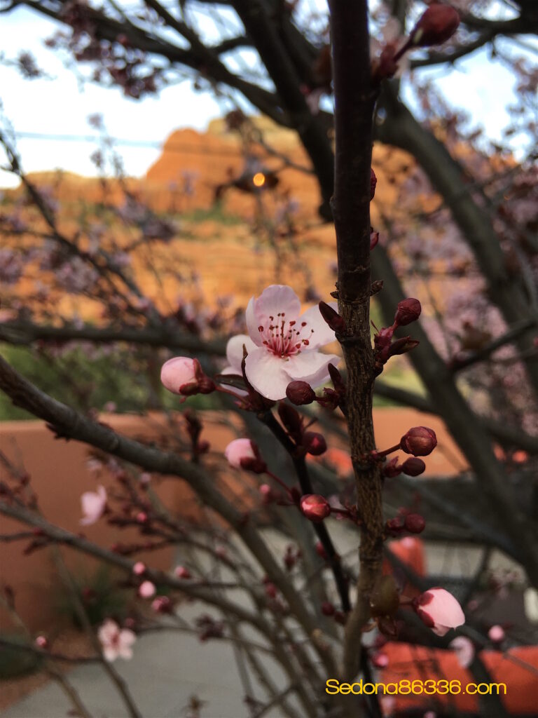 Sedona March 2020 Weather ~ Rain – Rain – Snow Flurries and More Rain!  March Comes In Like A Lion…