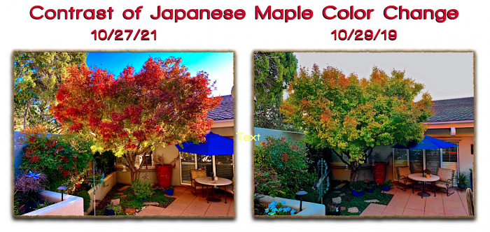 Japanese Maple Comparison West Sedona Sheri Sperry sedona luxury real estate 928.274.7355
