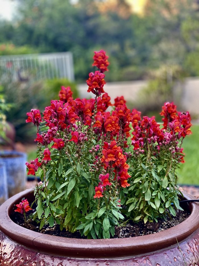 Sedona Snapdragons at the Cottages At Coffeepot Sedona real estate Call Sheri for all things real estate at 928-274-7355