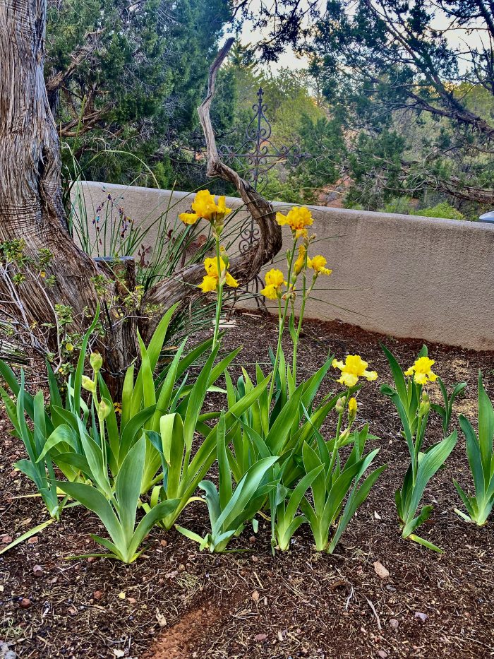 Healthy Iris at the cottages at Coffeepot in Sedona Sedona real estate Call Sheri for all things real estate at 928-274-7355