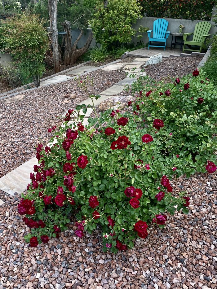 Sedona roses at the Cottages At Coffeepot call Sheri for all things real estate 928-274-7355
