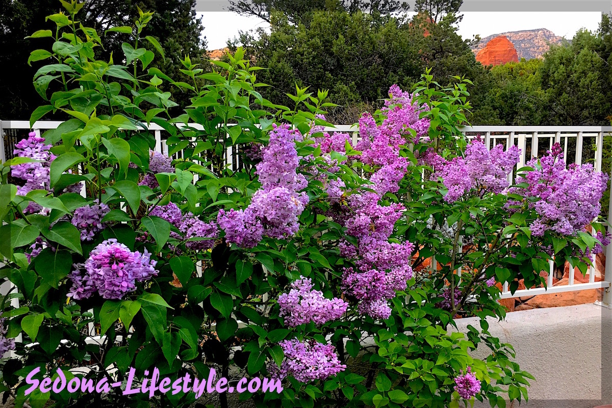 Spring Lilacs in Sedona – Cottages At Coffeepot – Why It takes more than April Showers…