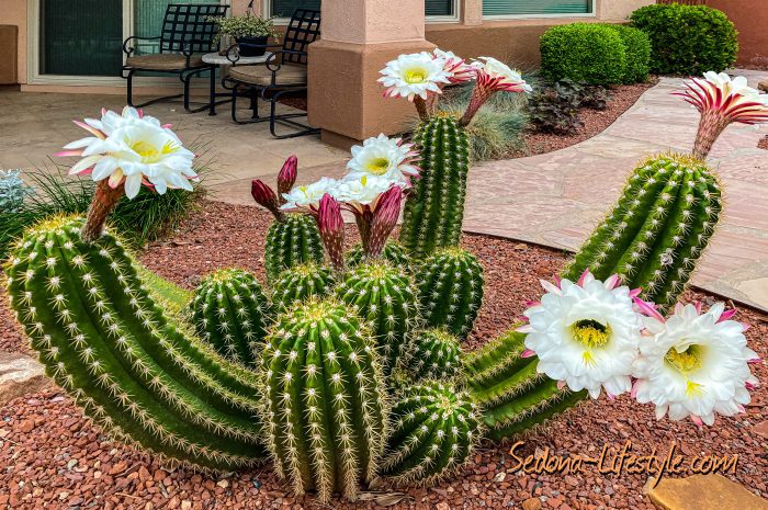 For Sale - For Sale, Golf Course Home with Open Floor plan, cactus in bloom, Call Sheri Sperry at 928.274.7355 for more info
