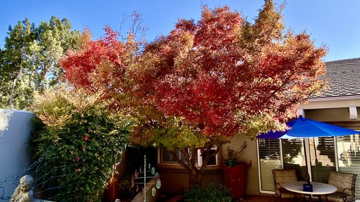 Japanese Maple tree at peak autumn foilage 2024