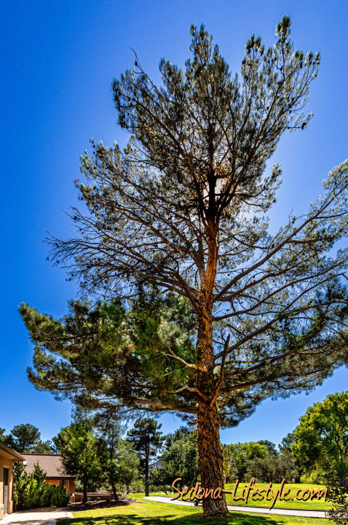 17th Green Marker Tree - Call Sheri Sperry at 928.274.7355 for details