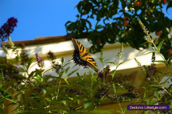 Why They Call It A Butterfly Bush…