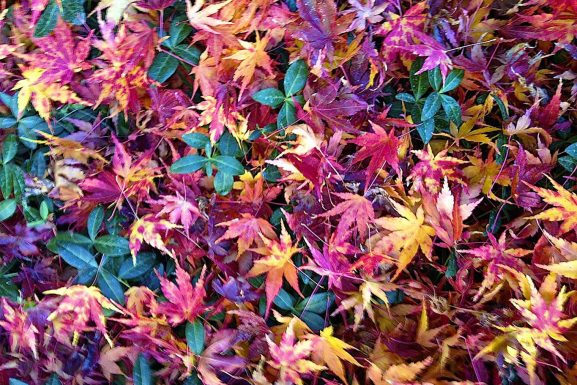 Sedona Fall Color – What You Should Know About ~ Leave Cleanup