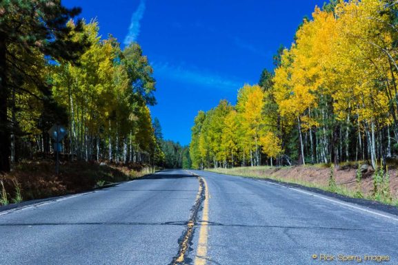 Aspens – October Beauty – Fall Color At Snowbowl