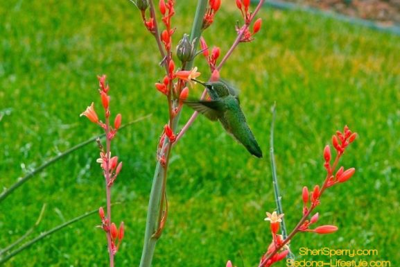 Sedona Hummingbird Festival Held on July 28th – July 30th