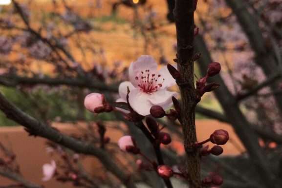 Sedona March 2020 Weather ~ Rain – Rain – Snow Flurries and More Rain!  March Comes In Like A Lion…