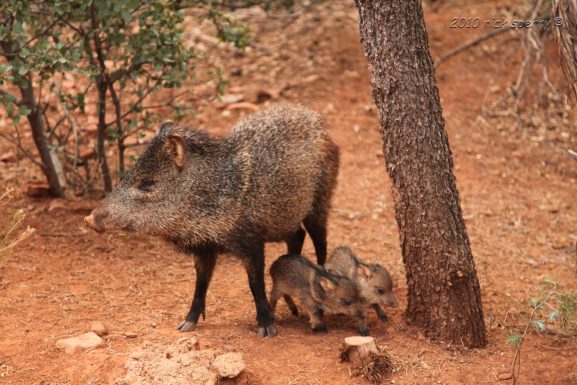 See A Fascinating Critter of the Southwest! Video