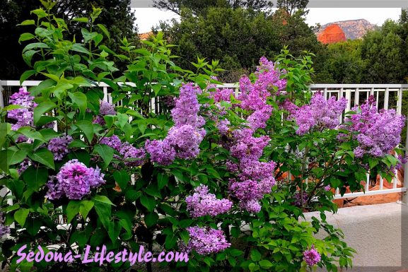 Spring Lilacs in Sedona – Cottages At Coffeepot – Why It takes more than April Showers…