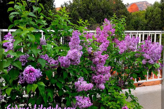 Sedona Weather – April 2020 – Almost Perfect ~ Comfort Index = 8.0!