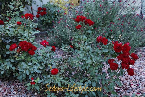 April Showers Bring May Flowers in Sedona Arizona