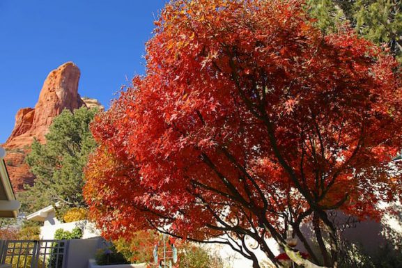 Fall Color Sedona Style! Thanksgiving Color is Here