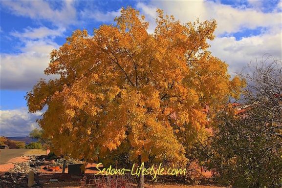 Sedona Fall Color – Two Not So Secret Hiking Locations! Flagstaff – Aspens and Sedona – West Fork