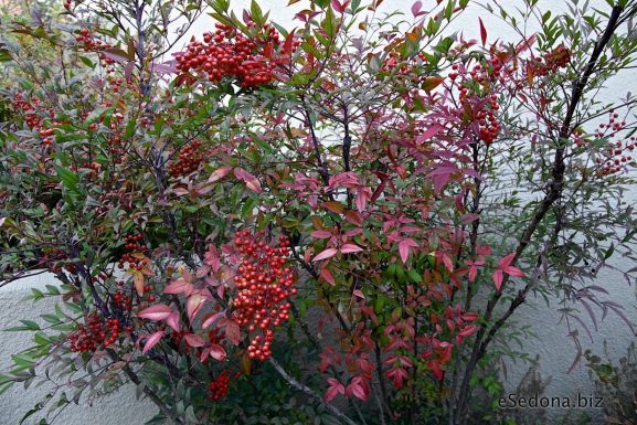 Want Fall and Winter Color In Your Garden? – Check this Nandina out!